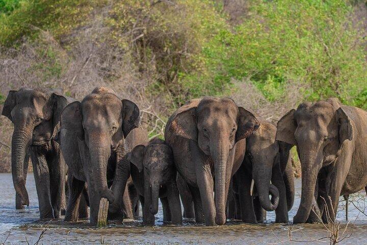 Udawalawe Safari & Elephants Barnhemstur från Hambantota hamn