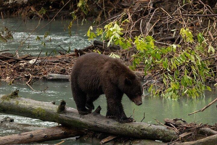 キャンベル川でトバクマと野生のハイイログマ観賞
