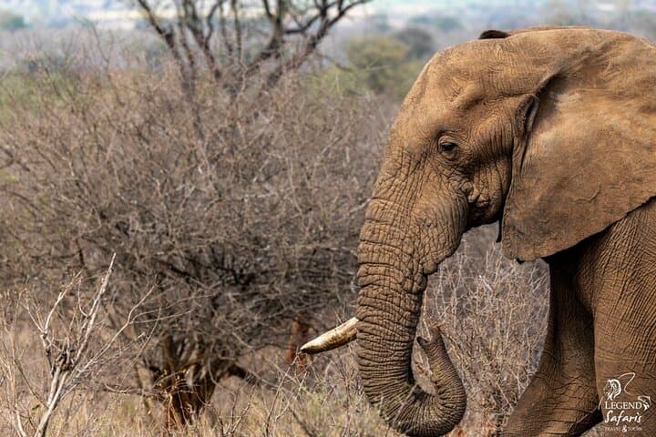 Full Day Kruger Safari Tour from Malelane and Komatipoort