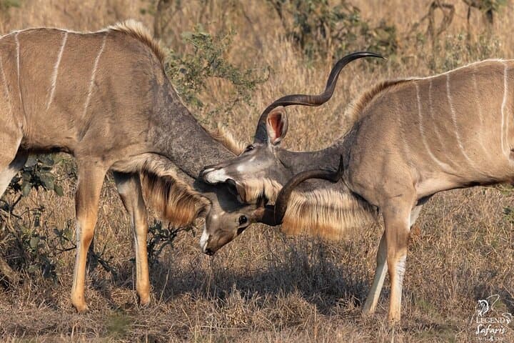 Full Day Kruger Safari Tour from Malelane and Komatipoort