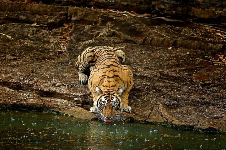 Tagesausflug von Jaipur nach Ranthambore Safari