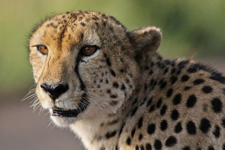 Kruger National Park - Morning or Afternoon Safari