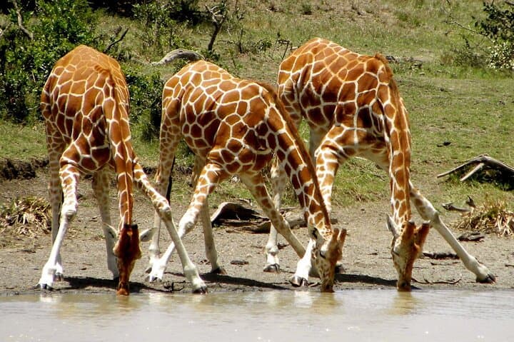 4 Days Private Luxury Ol Pejeta & Samburu Safari
