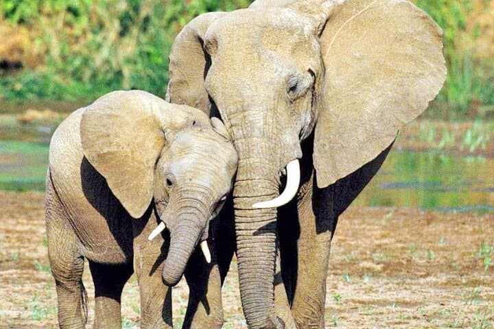 4 Days Private Luxury Ol Pejeta & Samburu Safari