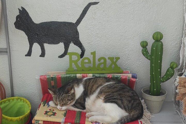 Visite des amoureux des chats de la ville d'Égine