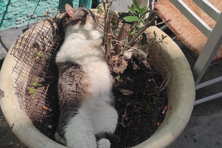 Visite des amoureux des chats de la ville d'Égine