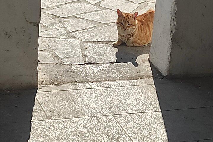 Visite des amoureux des chats de la ville d'Égine