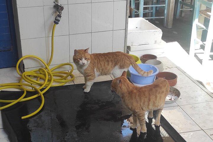 Visite des amoureux des chats de la ville d'Égine