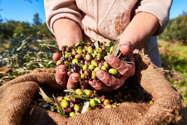 Relax Day: Thermal Lake, Olive Oil Tasting & Poseidon Temple Tour