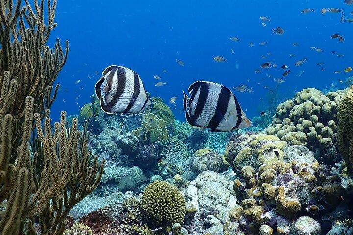 Privat Snorkeltur med Captain & Guide Bonaire Marine Park 4h