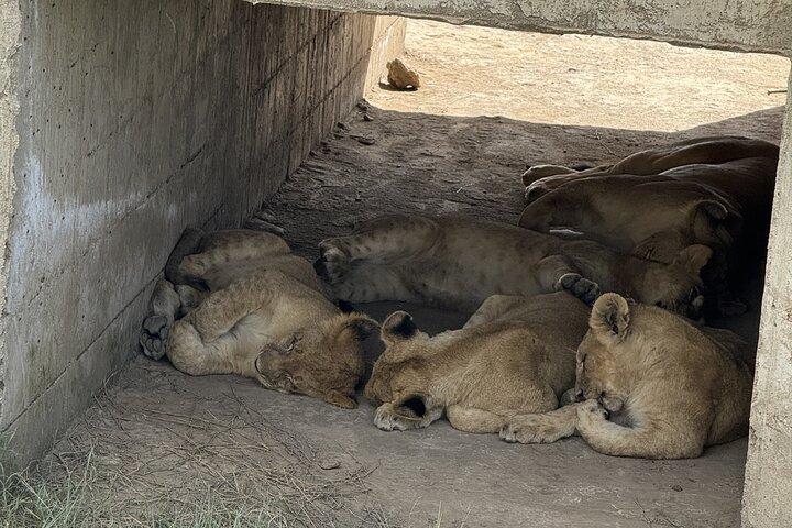 Tanzanias 7-dages altomfattende vildtsafari
