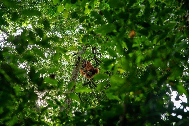 Bukit Lawang Berastagi 4 Tage 3 Nächte Vulkan & Dschungel Trekking