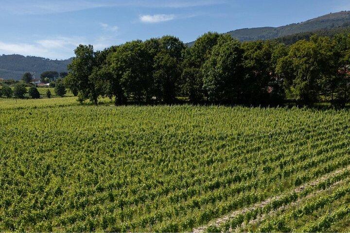 Discover 3 charming villages & wine Verde tasting at local farm.