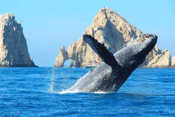 Cabo Whale Watching Cruise