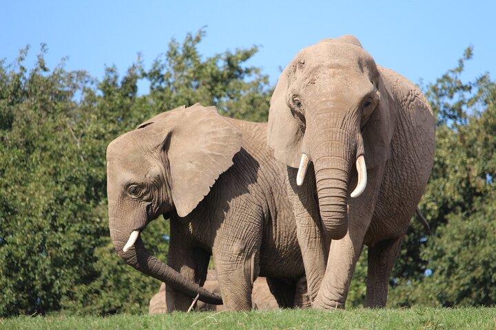Bilhete para o Howletts Day