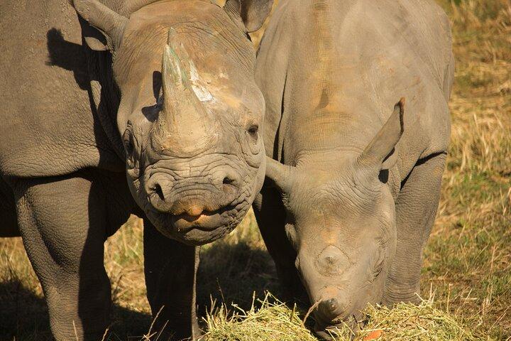 Bilhete para o Howletts Day