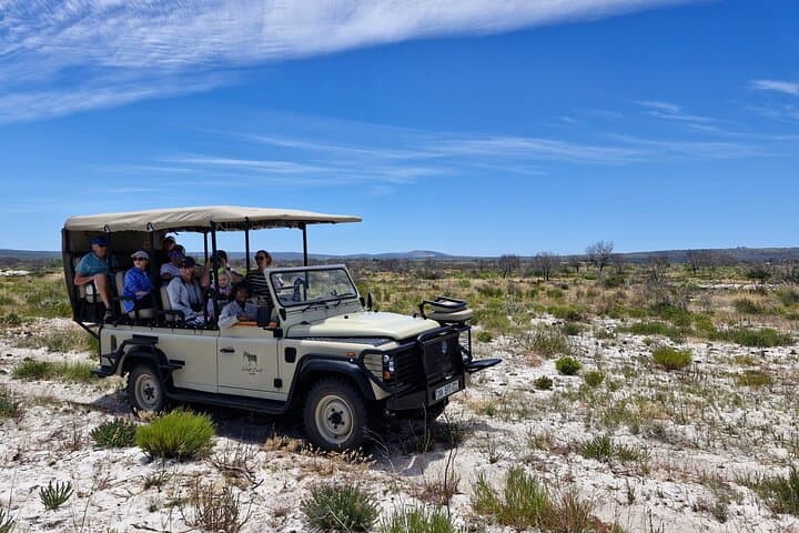 Safari Game Drive - Yzerfontein