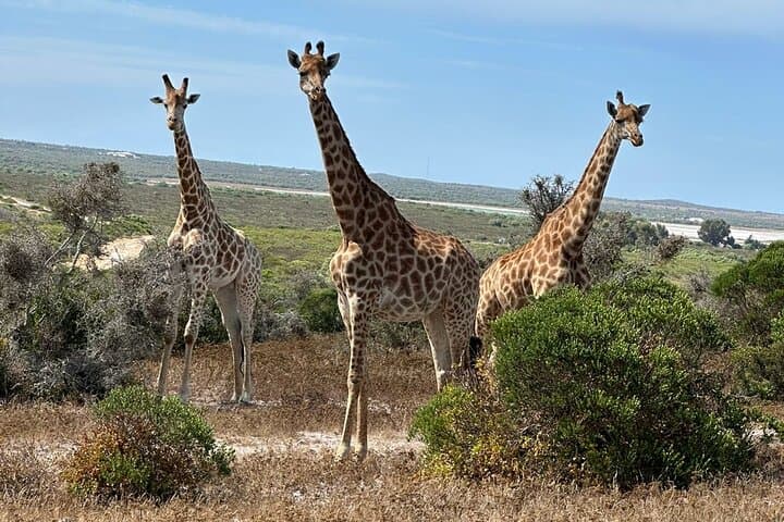 Safari Game Drive - Yzerfontein