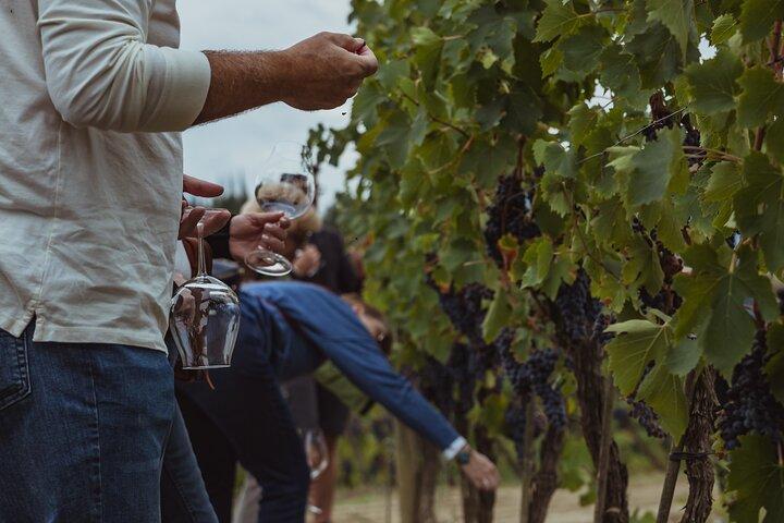 Brunello di Montalcino Wine Tour de 2 vinícolas com almoço combinado