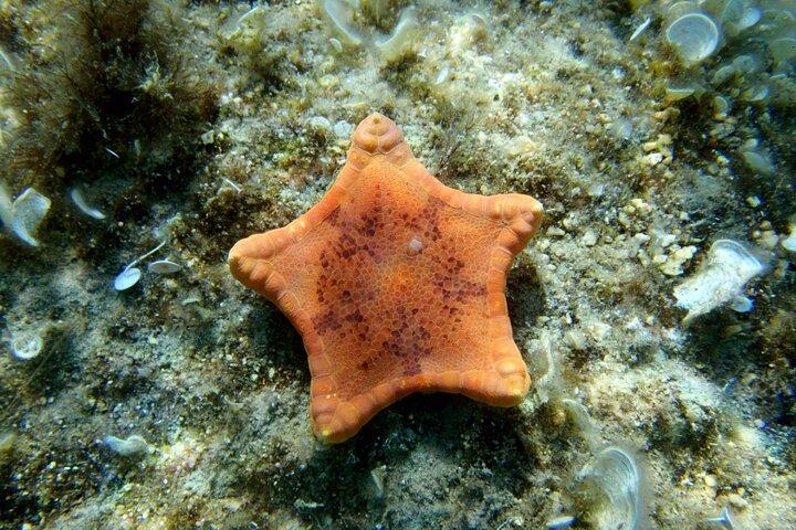 Geweldige snorkeltour van een hele dag naar Cozumel Cielo Starfish Reef