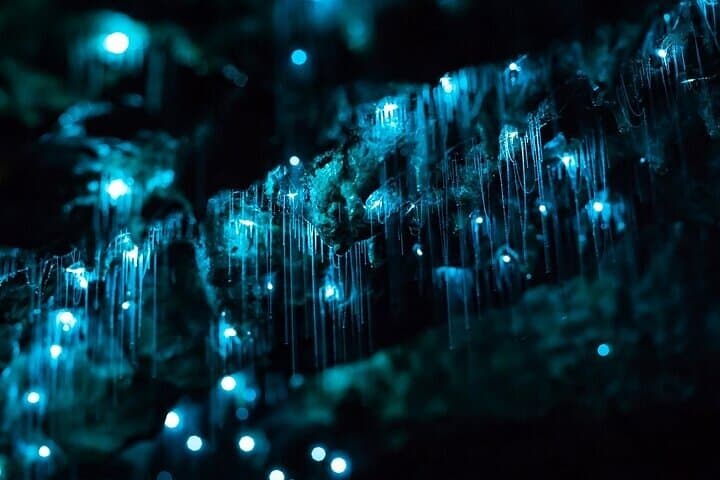 Waitomo Glow Worm Caves