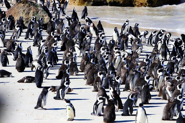 Cape Peninsula Private Tour Include Park Fees