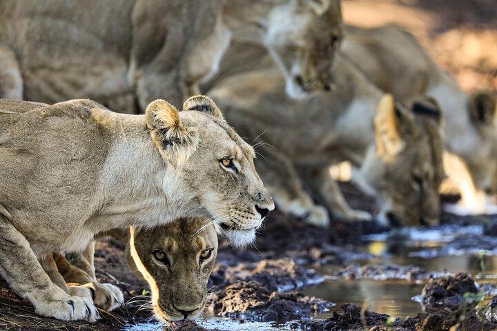 Safari Game Drive Zambezi nationalpark