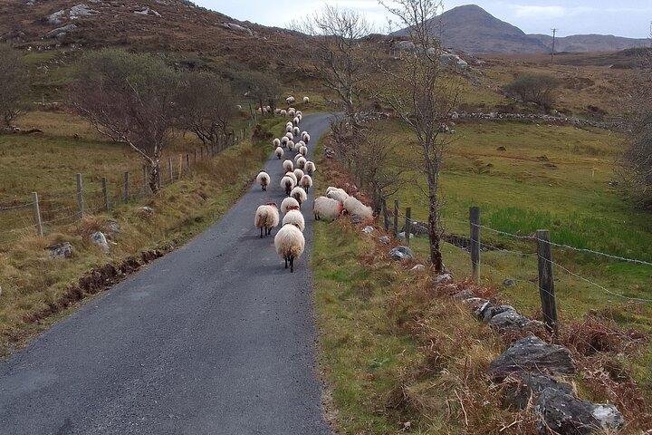 Connemara Day Tour