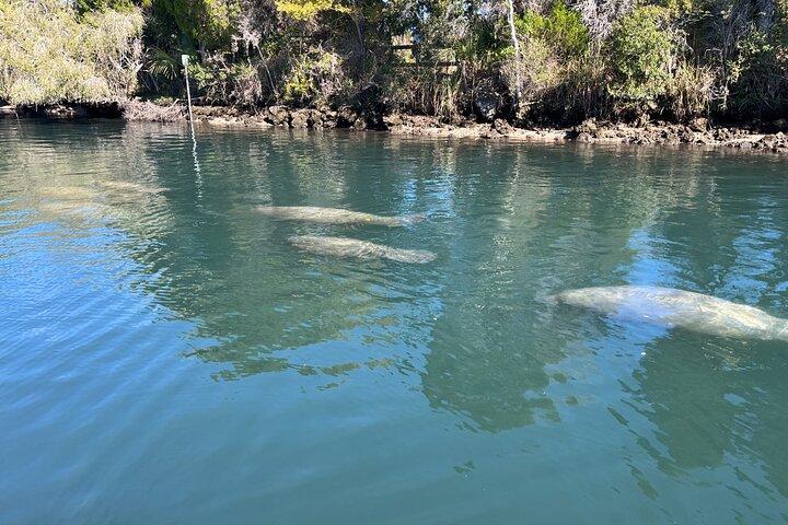 Private Eco Tour in Kings Bay Crystal River Florida