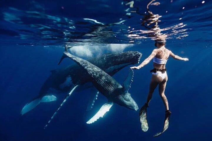 Nada en Moorea con ballenas jorobadas y más
