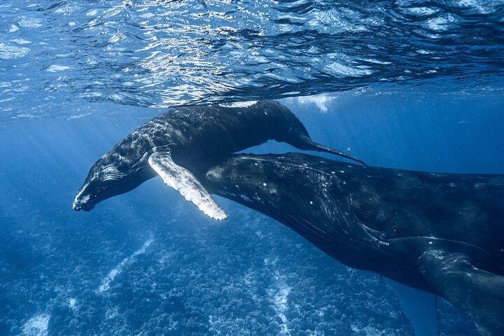 Nada en Moorea con ballenas jorobadas y más