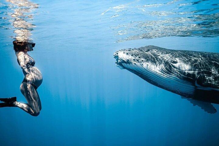 Nada en Moorea con ballenas jorobadas y más