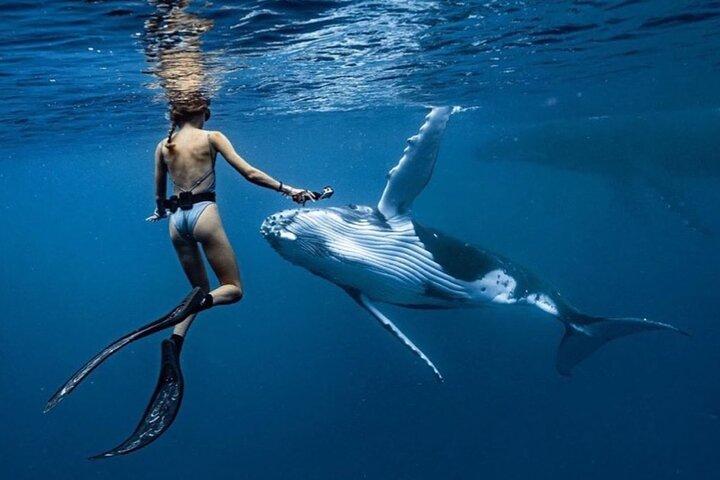 Nada en Moorea con ballenas jorobadas y más
