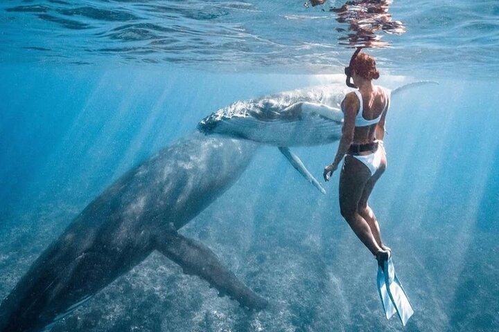 Nada en Moorea con ballenas jorobadas y más