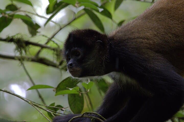 Arenal’s Best Sloth Tour: A Unique Wildlife Experience