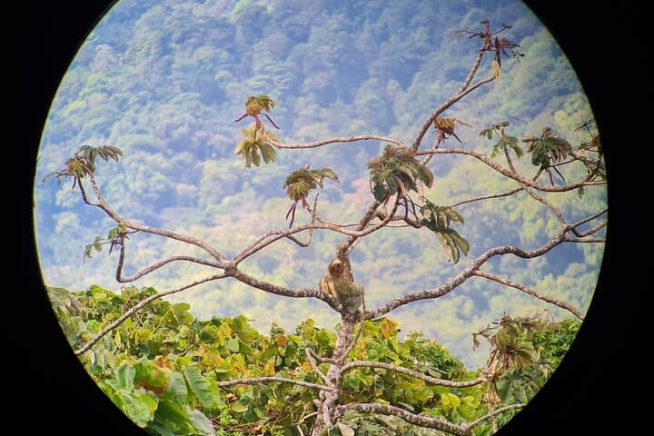 Arenal’s Best Sloth Tour: A Unique Wildlife Experience