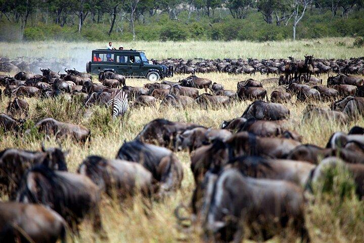 Nairobi Safari Experience 4-Day Shared 4WD Tour