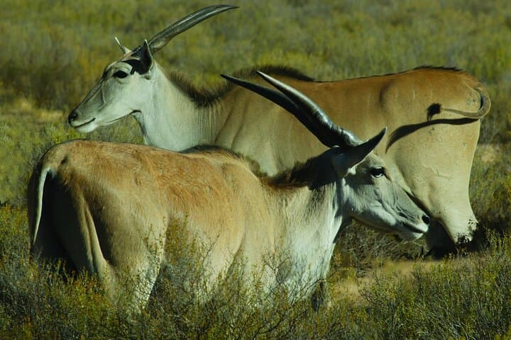Aquila Big Five Game Reserve Safari with lunch from Cape Town