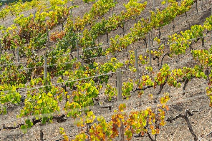 Expérience viticole canarienne à Bodega los Lirios