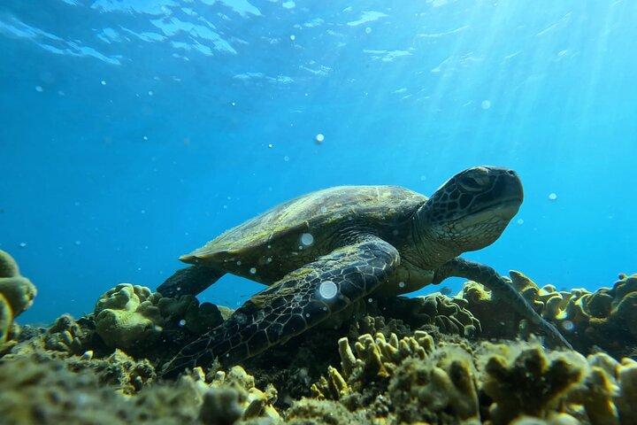 Mezza giornata Low Island e Lagoon Snorkeling da Port Douglas