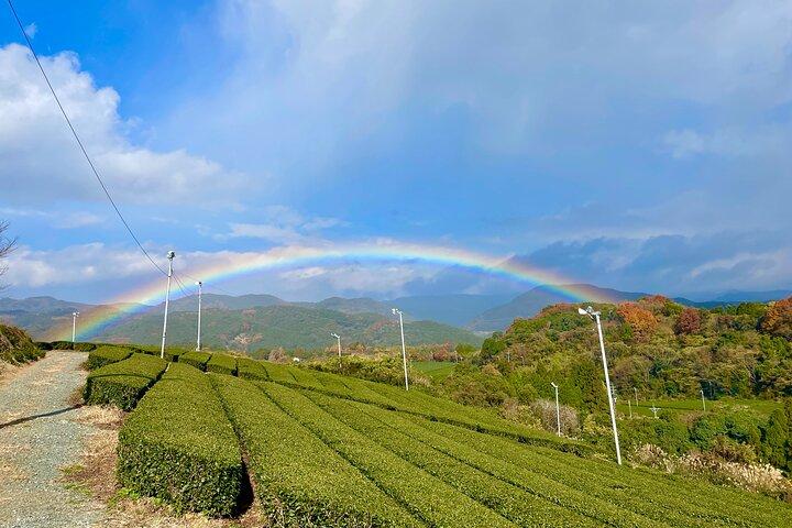 YokaBus A Day in Tea Fields Yame and Yanagawa River Boat