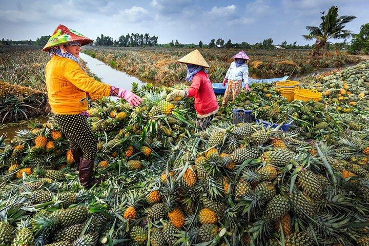 Foresta di U Minh Thuong e villaggi di ananas