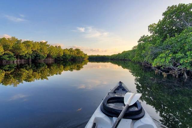 Mangroves