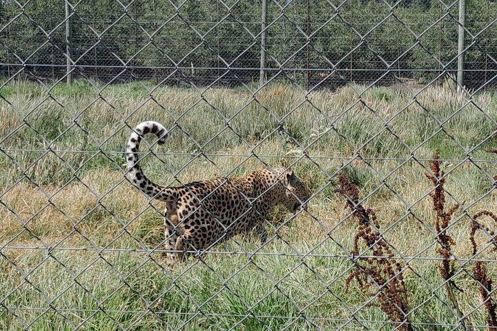 Hermanus Walvissen spotten & Wijnproeven en Stellenbosch wildlife
