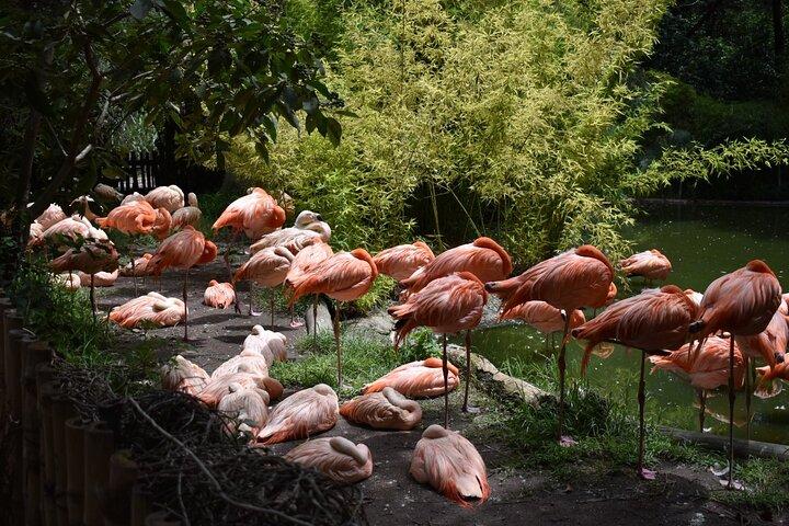 De puebla : Visite privée en Africam Safari tout compris