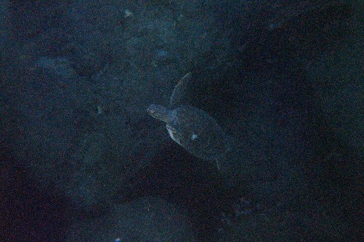 Visita guiada de buceo con tubo a West Palm Beach