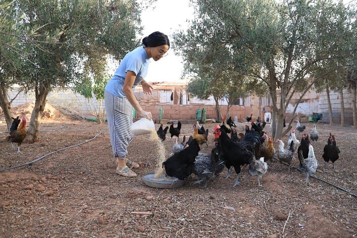 Agadir Cooking Class In A Farm With A Local Family