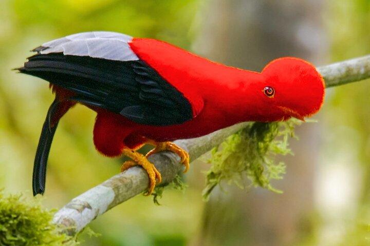 3 dages guidet Manu Jungle Tour fra Cusco