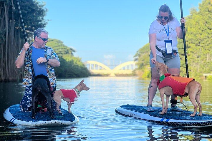 Paddle Board North Shore with Rescue Dogs