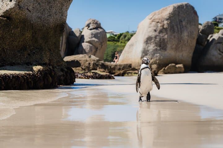 Cape Point and Boulder's Penguins Full Day Tour